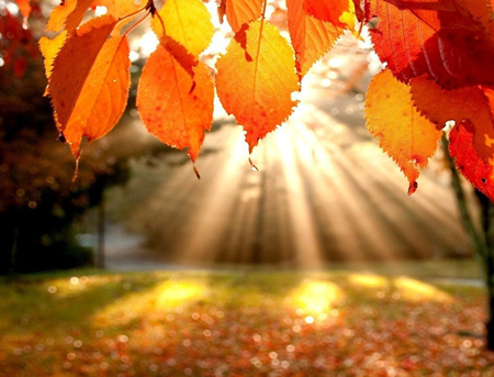 fall_leaves_03